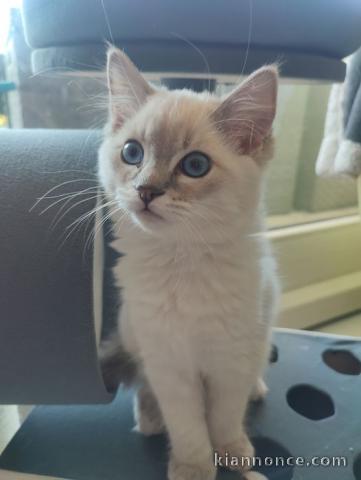 3 petites chatons Ragdoll Loof encore disponibles à l’adoption