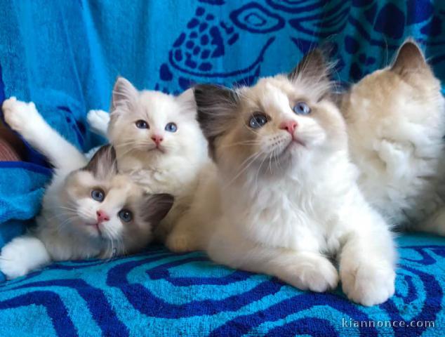 Superbe chaton Ragdoll disponible de suite 