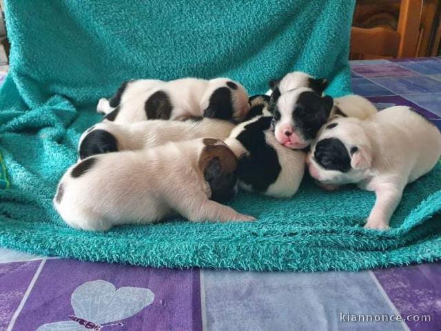 Chiots Bouledogue Français