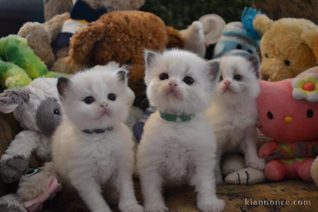 Magnifique chaton ragdoll LOOF