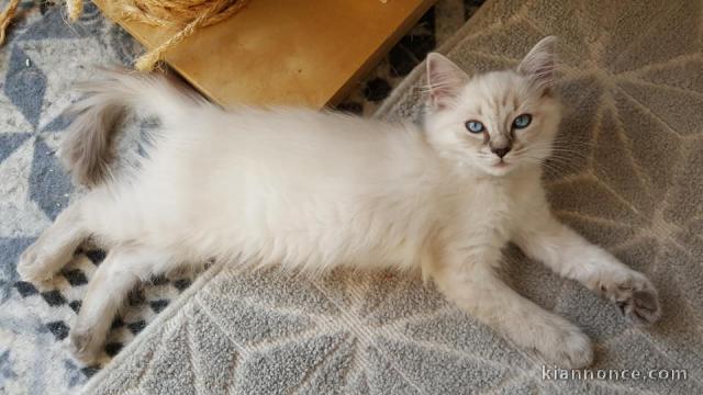 Ceder chatons Ragdoll  