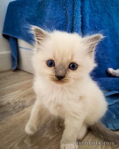 Ceder chatons Ragdoll