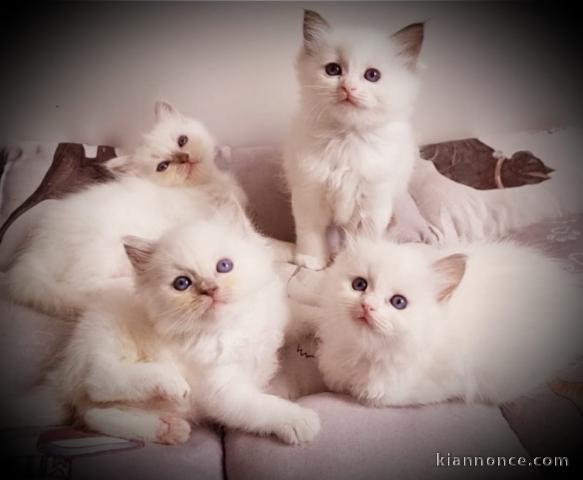 Ceder chatons Ragdoll