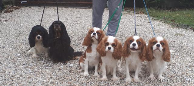 Petites Annonces Chiots Cavalier King Charles A DONNER