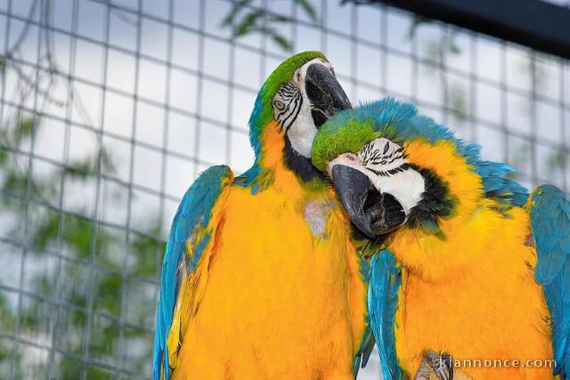 joli couple perroquets Ara