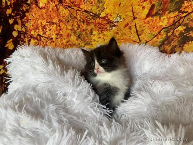 Magnifique chaton ragdoll LOOF