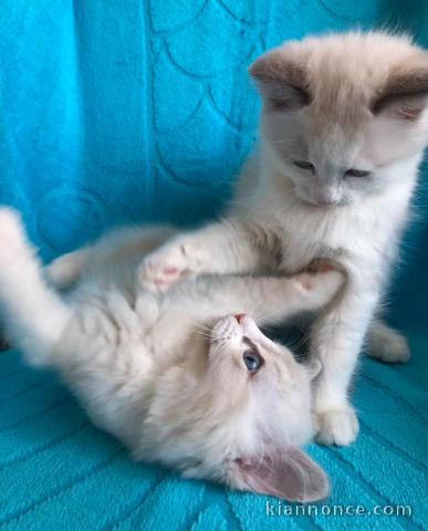 Magnifique chaton ragdoll LOOF