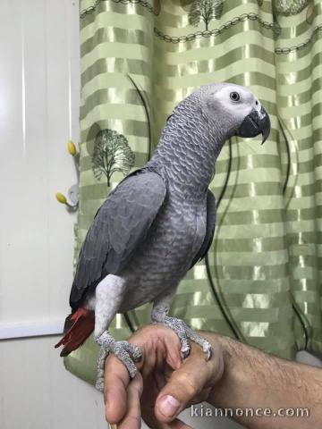 Bébé perroquet gris du Gabon a adopté