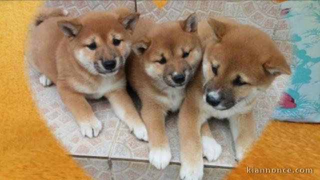  chiots shiba inu  lof a donner 