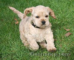 Donne chiot type Américan American Cocker Spaniel