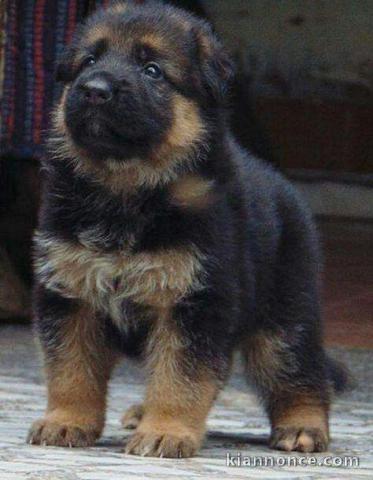 Donne chiot type berger allemand 