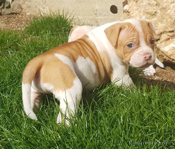 Donne chiot type chiot Bouledogue americain 