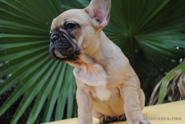 Je donnes chiot bouledogue français femelle