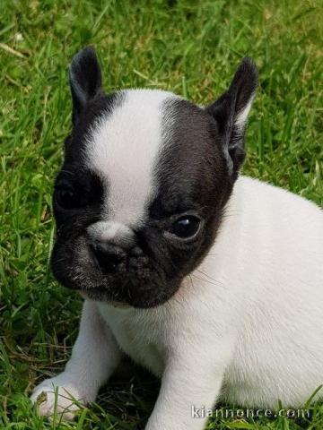 Je donnes chiot bouledogue français femelle