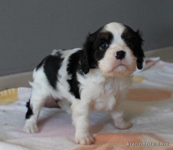 Donne chiot type chiot Cavalier King Charles Spaniel