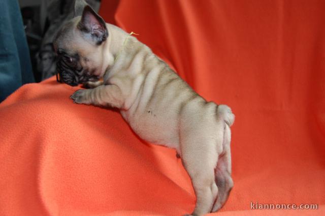 Chiot bouledogue français femelle