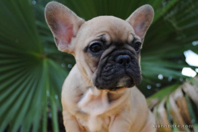 Chiot bouledogue français femelle