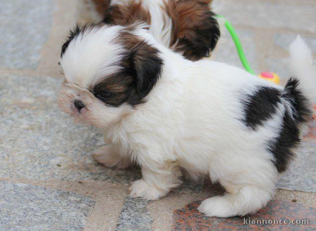 Magnifique  chiot shih tzu à donner 