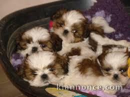 chiots shih tzu a donner