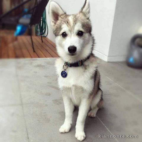 adorables chiots pomsky 