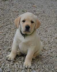 magnifique labrador a donner