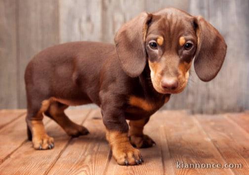 adorable chiots teckel a donner