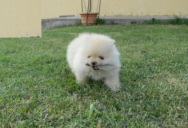 Donne chiot type  Chow chow