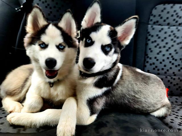 Chiots Siberian Husky(frère et sœur) ils ont 3 mois 