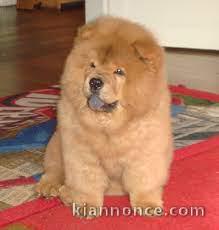 adorables chow chow a donner