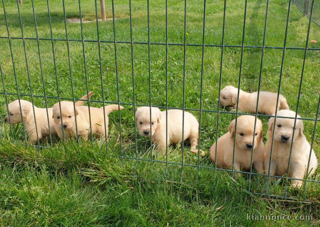 Donne chiot type Golden retriever