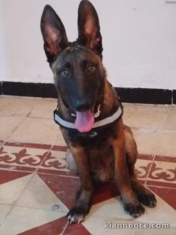 bebe berger malinois a donner