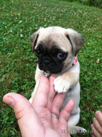 adorables bebe carlin a donner