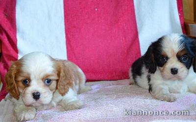 bebe cavalier king a donner