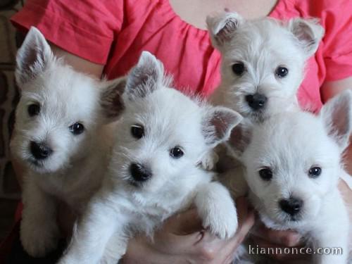 adorables  westie a donner