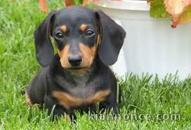 adorable chiots teckel a donner