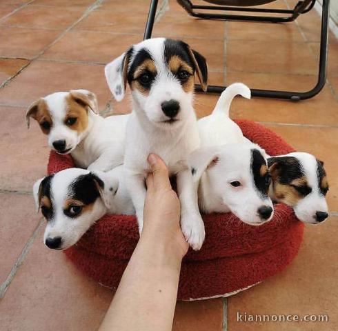Adorables Jack Russell