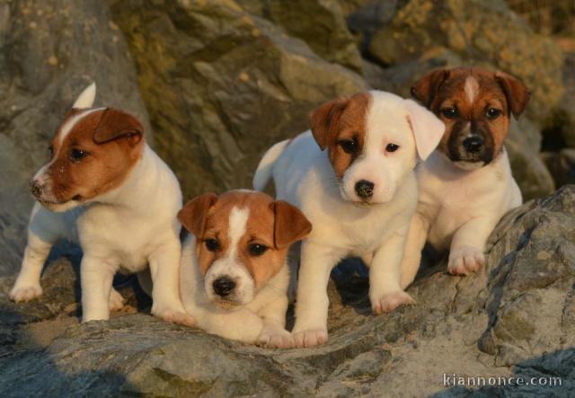 Adoption Chiots Jack Russell Terrier