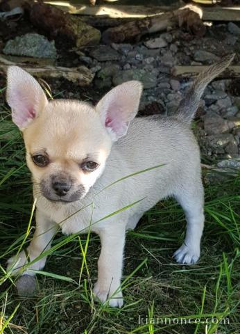 A donner un chiot type chihuahua Femelle