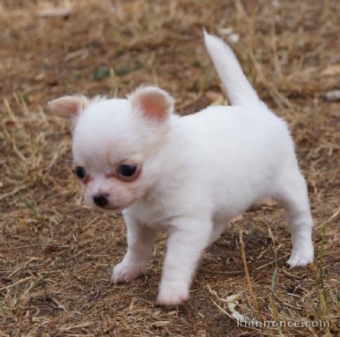 A donner un chiot type chihuahua Femelle