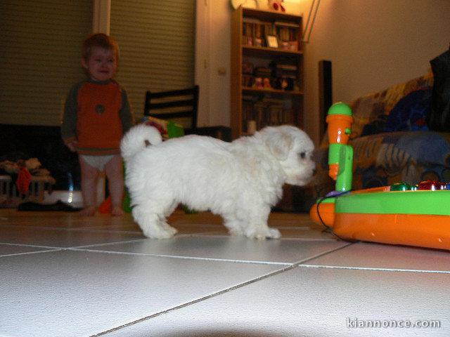 A donner Magnifique chiot bichon maltais femelle