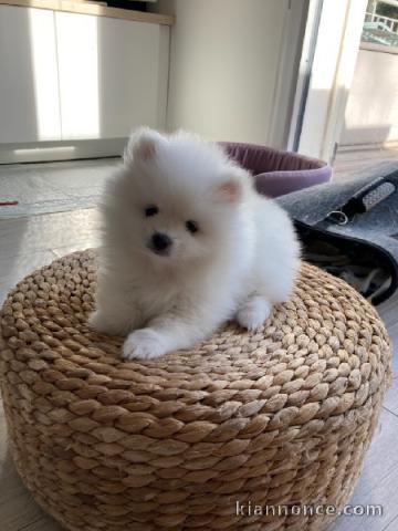 Chiot mâle et femelle spitz nain lof