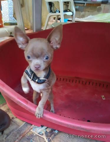 Magnifique chiot Chihuahua mâle, de couleur bleu