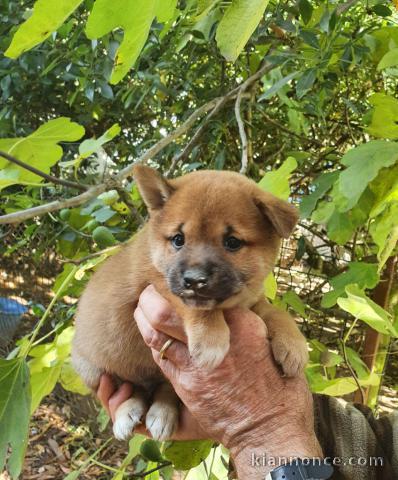 Chiots Shiba A donner contre bon soin