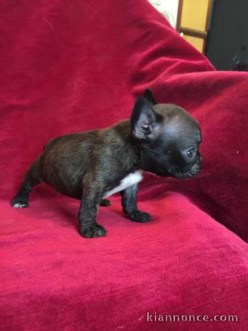 Chiots Bouledogue Français