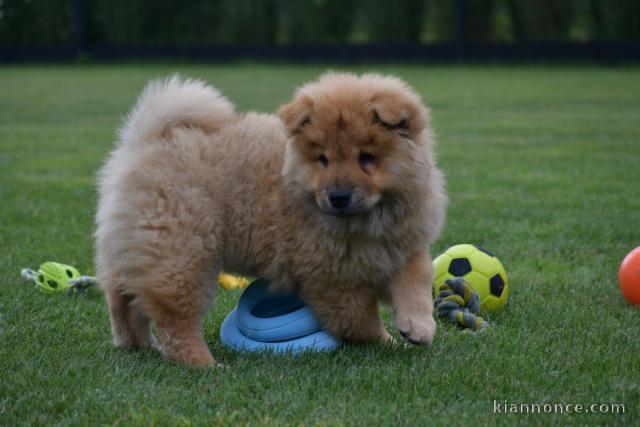 Offre une jolie chiot Chow Chow femelle pour la vie