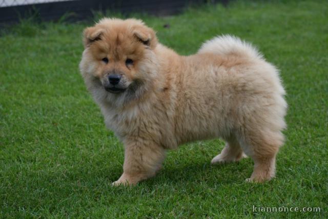 Je donne chiot chow chow femelle