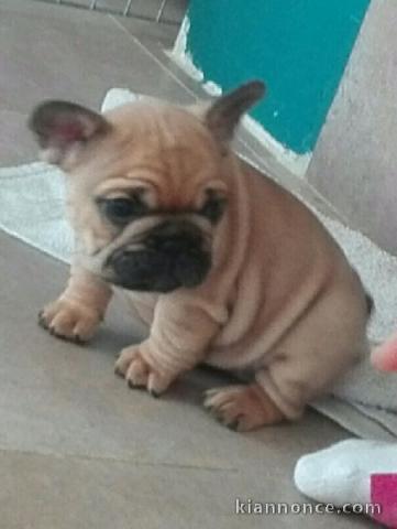 Chiots Bouledogue Français