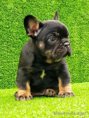 Chiots Bouledogue Français