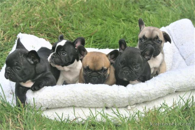 Chiots Bouledogue Français