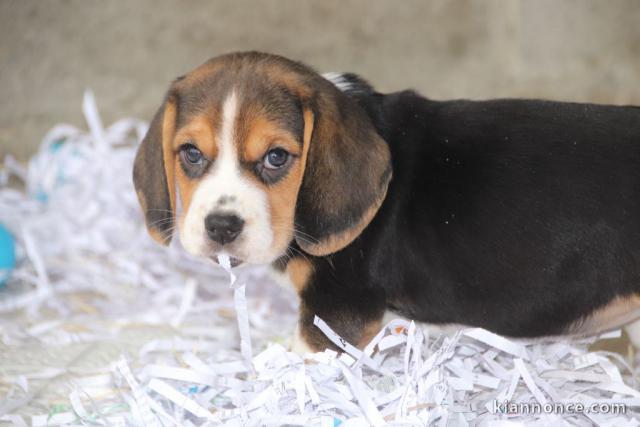 chiots beagle adorable